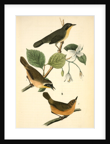 Maryland Ground-Warbler by John James Audubon