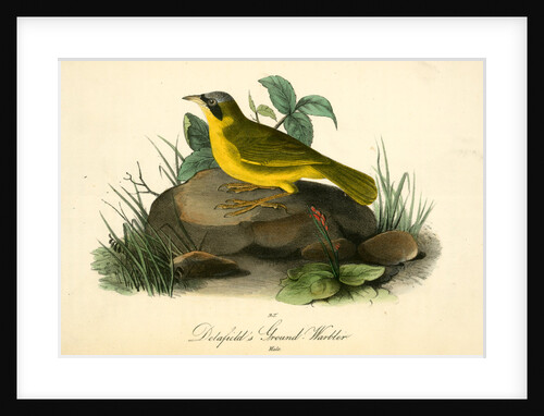 Delafield's Ground-Warbler. Male by John James Audubon
