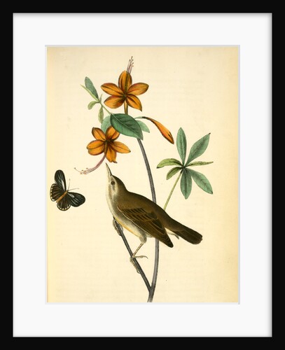 Swainson's Swamp-Warbler. Male. (Orange-coloured Azalea. Azalea caledulacea) by John James Audubon