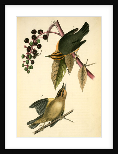 Worm-eating Swamp-Warbler by John James Audubon