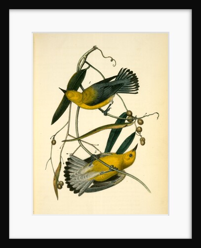Prothonotary Swamp-Warbler by John James Audubon