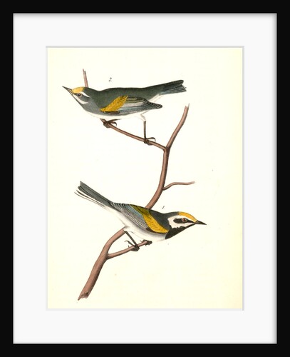Golden-winged Swamp-Warbler by John James Audubon