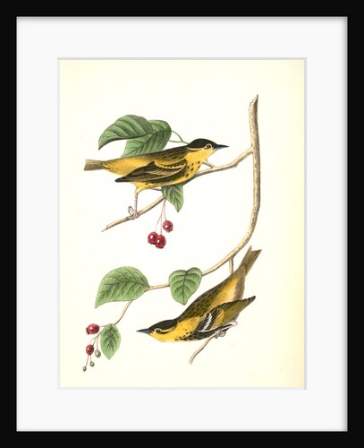 Carbonated Swamp-Warbler. Males. (May-bush or Service. Pyrus Botryapium.) by John James Audubon