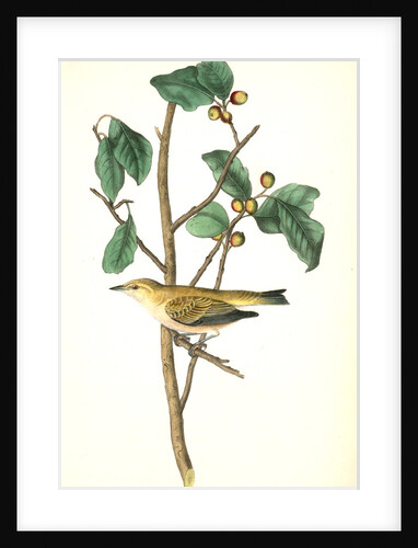 Tennessee Swamp-Warbler. Male. (Ilex laxyflora.) by John James Audubon