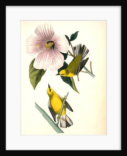Blue-winged Yellow Swamp-Warbler by John James Audubon