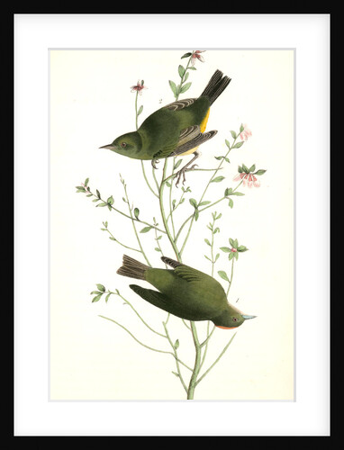 Orange-crowned Swamp-Warbler by John James Audubon