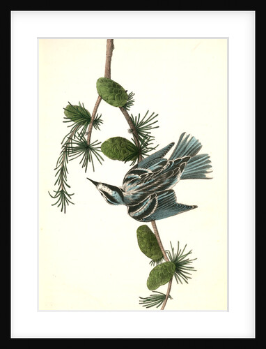 Black-and-white Creeping-Warbler. Male. (Black Larch. Pinus pendula.) by John James Audubon
