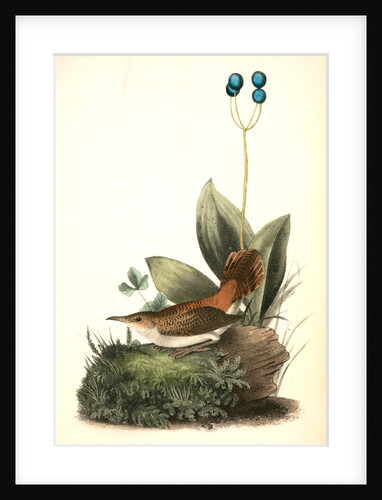 Rock-Wren. Adult female. (Smilacina borealis.) by John James Audubon