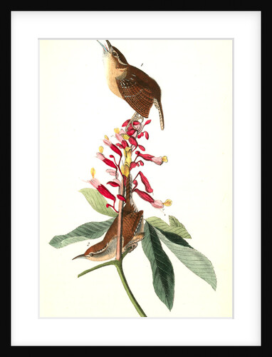 Great Carolina Wren by John James Audubon