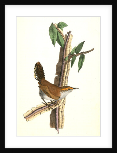Bewick's Wren. Male. (Iron-wood Tree) by John James Audubon