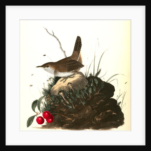 Wood Wren. Male. (Arbutus. Uva-ursi.) by John James Audubon