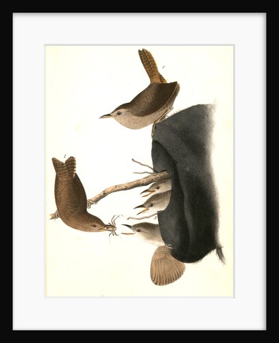 House Wren by John James Audubon