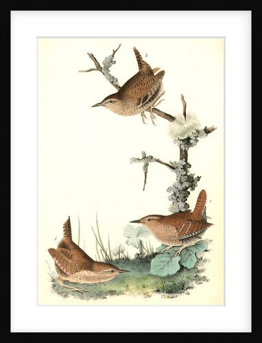 Winter Wren by John James Audubon