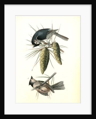 Crested Titmouse by John James Audubon