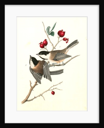 Black-cap Titmouse by John James Audubon