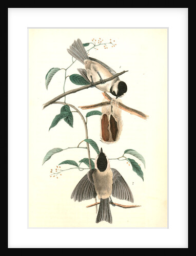 Carolina Titmouse by John James Audubon