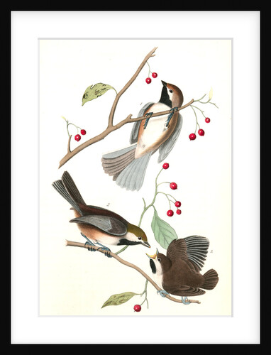 Hudson's Bay Titmouse by John James Audubon