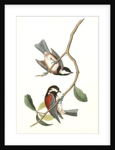 Chesnut-backed Titmouse by John James Audubon