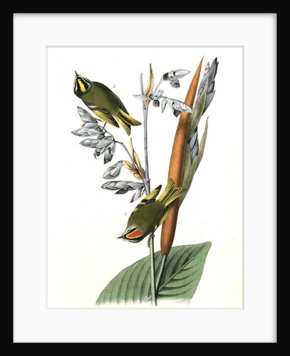 American Golden-crested Kinglet by John James Audubon