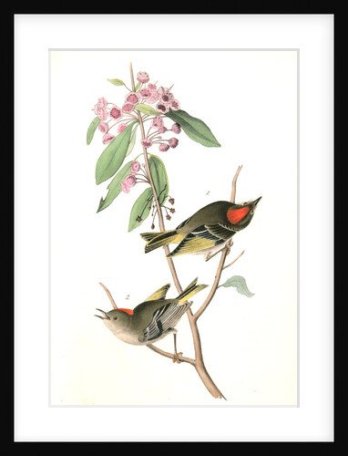 Ruby-crowned Kinglet by John James Audubon
