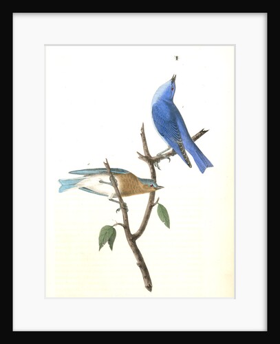 Arctic Blue Bird by John James Audubon