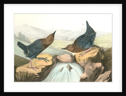 American Dipper by John James Audubon