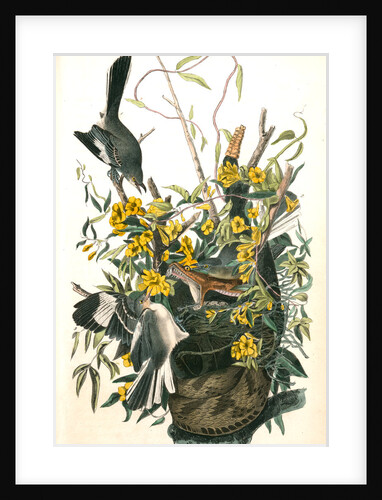 Common Mocking Bird. 1, 2. Males, 3. Female. (Florida Jessamine. Gelseminum niditum. Rattlesnake.) by John James Audubon