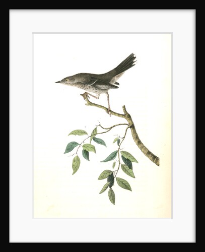 Mountain Mocking Bird. Male by John James Audubon