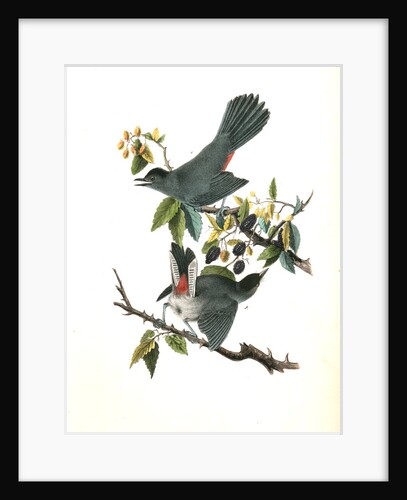 Cat-Bird by John James Audubon