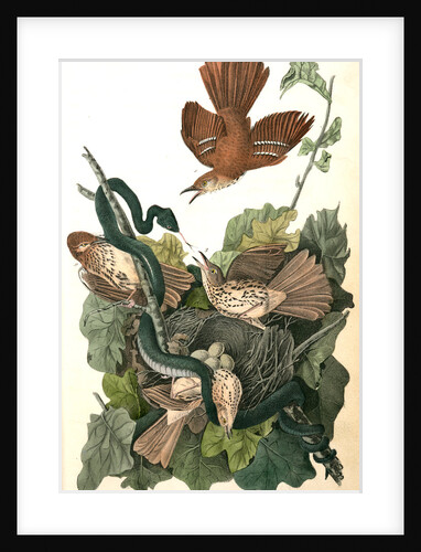 Ferruginous Mocking-Bird by John James Audubon