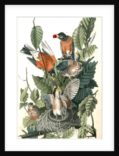 American Robin, or Migratory Thrush by John James Audubon