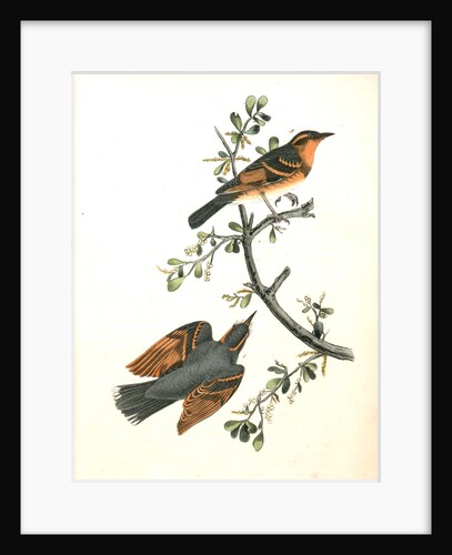 Varied Thrush by John James Audubon