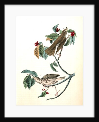 Wood Thrush by John James Audubon