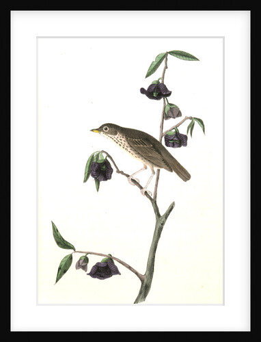 Dwarf Thrush . Male. (Plant: Porcelia Triloba) by John James Audubon
