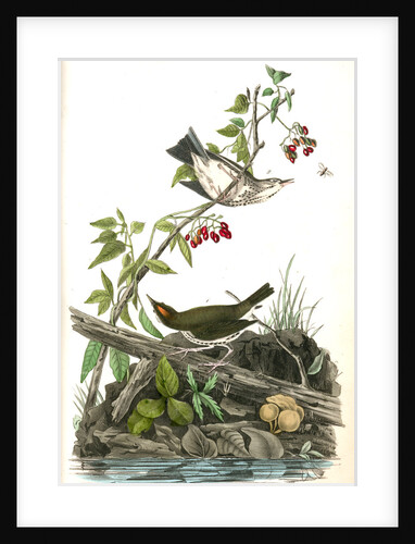 Golden-Crowned Wagtail (Thrush) by John James Audubon