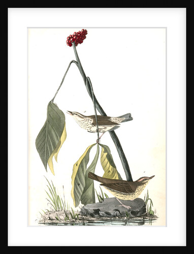 Aquatic Wood-Wagtail by John James Audubon