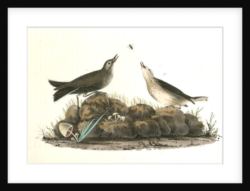 American Pipit or Titlark by John James Audubon