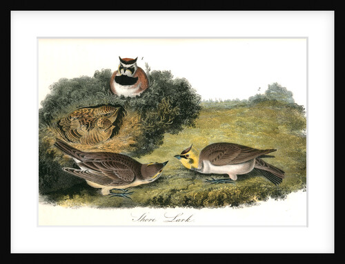 Shore Lark by John James Audubon