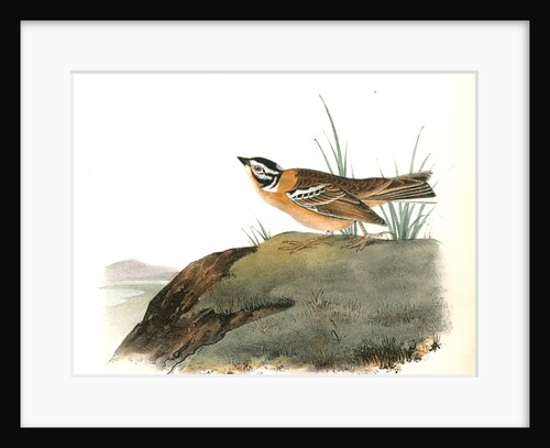 Painted Lark Bunting. Male by John James Audubon