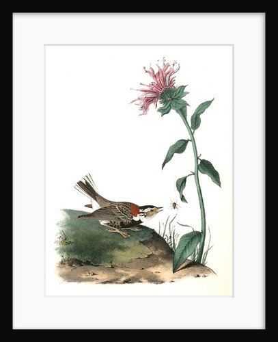 Chesnut-collared Lark Bunting. Male by John James Audubon