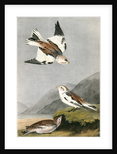 Snow Lark Bunting by John James Audubon