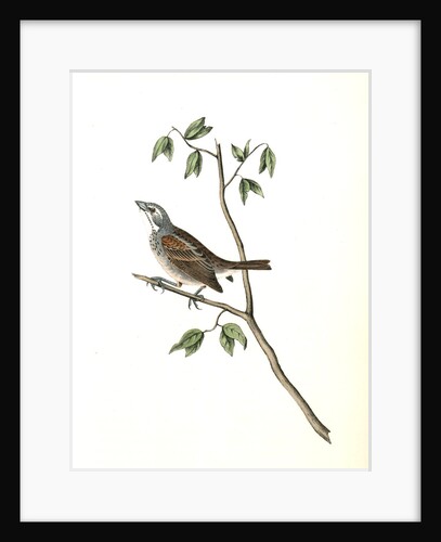 Townsend's Bunting. Male by John James Audubon