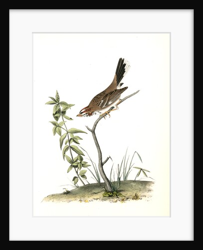 Lark Bunting. Male by John James Audubon