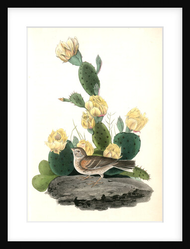 Bay-winged Bunting. Male. (Prickly Pear. Cactus Opuntia.) by John James Audubon