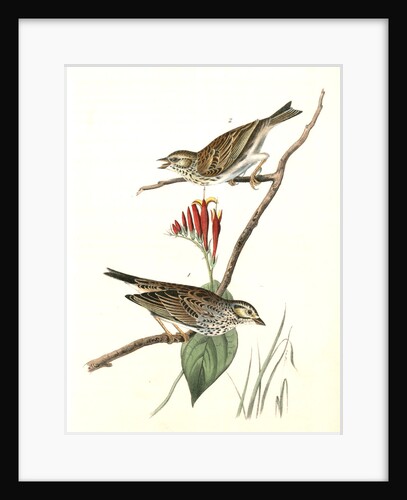 Savannah Bunting by John James Audubon