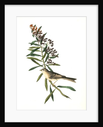 Clay-coloured Bunting. Male. (Asclepias tuberosa.) by John James Audubon