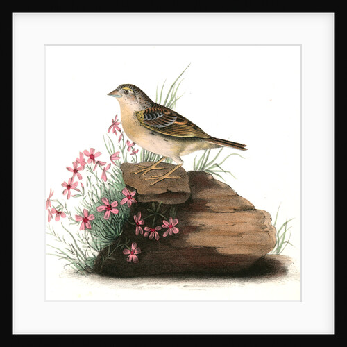 Yellow-winged Bunting. Male by John James Audubon