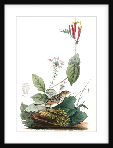 Henslow's Bunting. Male. (Indian Pink-root or Worm-grass. Spigelia Marilandica. Phlox aristata.) by John James Audubon