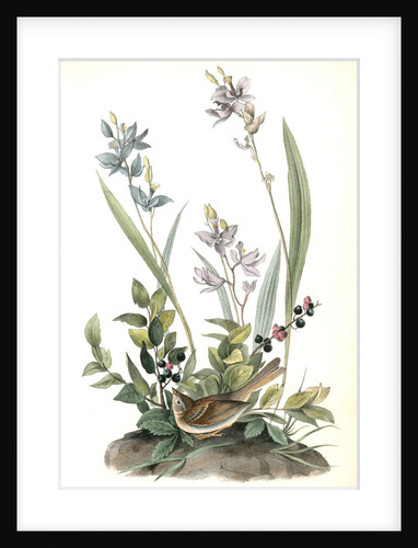 Field Bunting. Male. (Calopogon pulchellus. Brown. Dwarf Huckle-berry. Vaccinium tenellum.) by John James Audubon