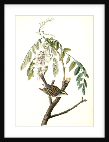 Chipping Bunting. Male. (Black locust or False Acacia. Robina pseudacacia) by John James Audubon